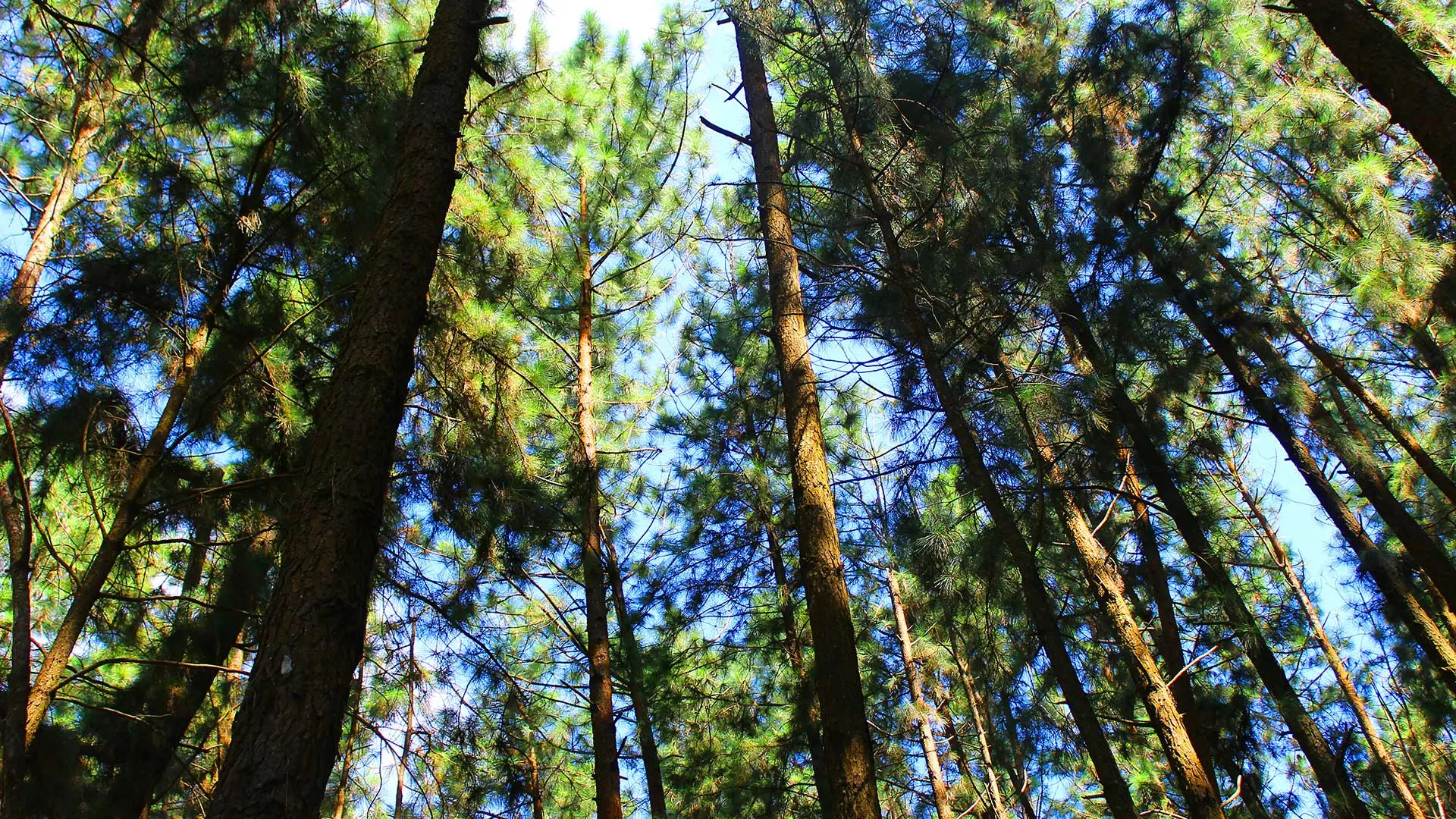 Vagamon-Pine-Forest